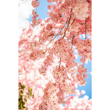 Load image into Gallery viewer, Sakura