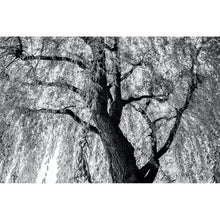 Load image into Gallery viewer, Majestic Growth