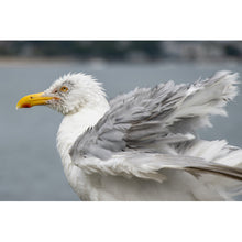 Load image into Gallery viewer, Freedom