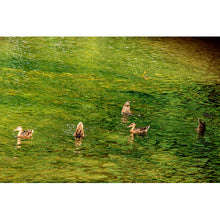 Load image into Gallery viewer, Afternoon Waddle