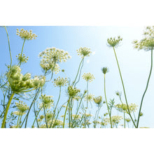 Load image into Gallery viewer, Meadow