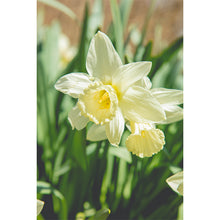 Load image into Gallery viewer, Sunlight Beauty