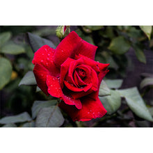 Load image into Gallery viewer, Rose of Life