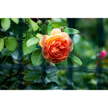 Load image into Gallery viewer, Blooming in Silence