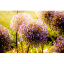 Load image into Gallery viewer, Sugar Plum Fairy