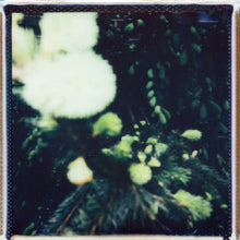 Load image into Gallery viewer, Dandelion Polaroid