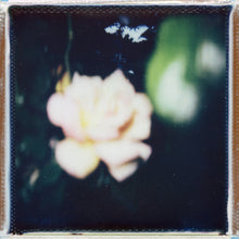 Load image into Gallery viewer, Rose Polaroid