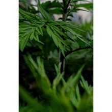 Load image into Gallery viewer, Quiet Growth