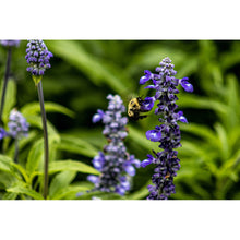 Load image into Gallery viewer, Nature From The View of Eye