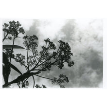 Load image into Gallery viewer, Touch The Sky