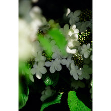 Load image into Gallery viewer, Bloom Grace