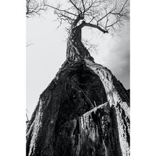 Load image into Gallery viewer, Untitled