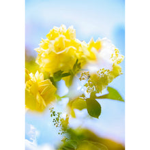 Load image into Gallery viewer, Floral Glare