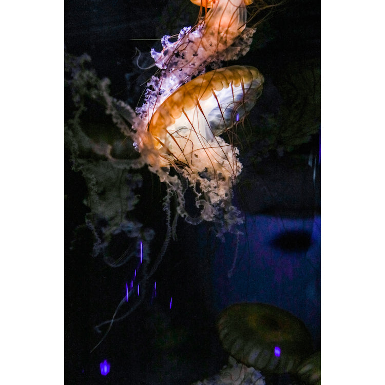 Liquid Light