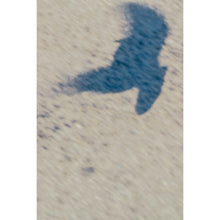 Load image into Gallery viewer, Soaring
