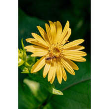 Load image into Gallery viewer, Bee Special
