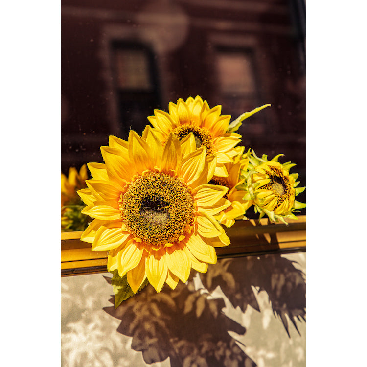 Sunshine